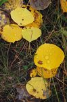 080927_Dew_Drops_on_Leaves_Kebler,_CO.jpg