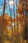 Filename=080927_Sunshine_in_the_Aspens_Kebler,_CO.jpg
Filesize=247KB
Dimensions=530x800
Date added=Nov 15, 2009 080927_Sunshine_in_the_Aspens_Kebler,_CO.jpg